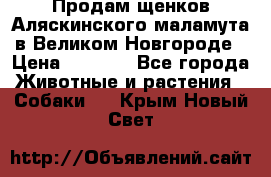 Продам щенков Аляскинского маламута в Великом Новгороде › Цена ­ 5 000 - Все города Животные и растения » Собаки   . Крым,Новый Свет